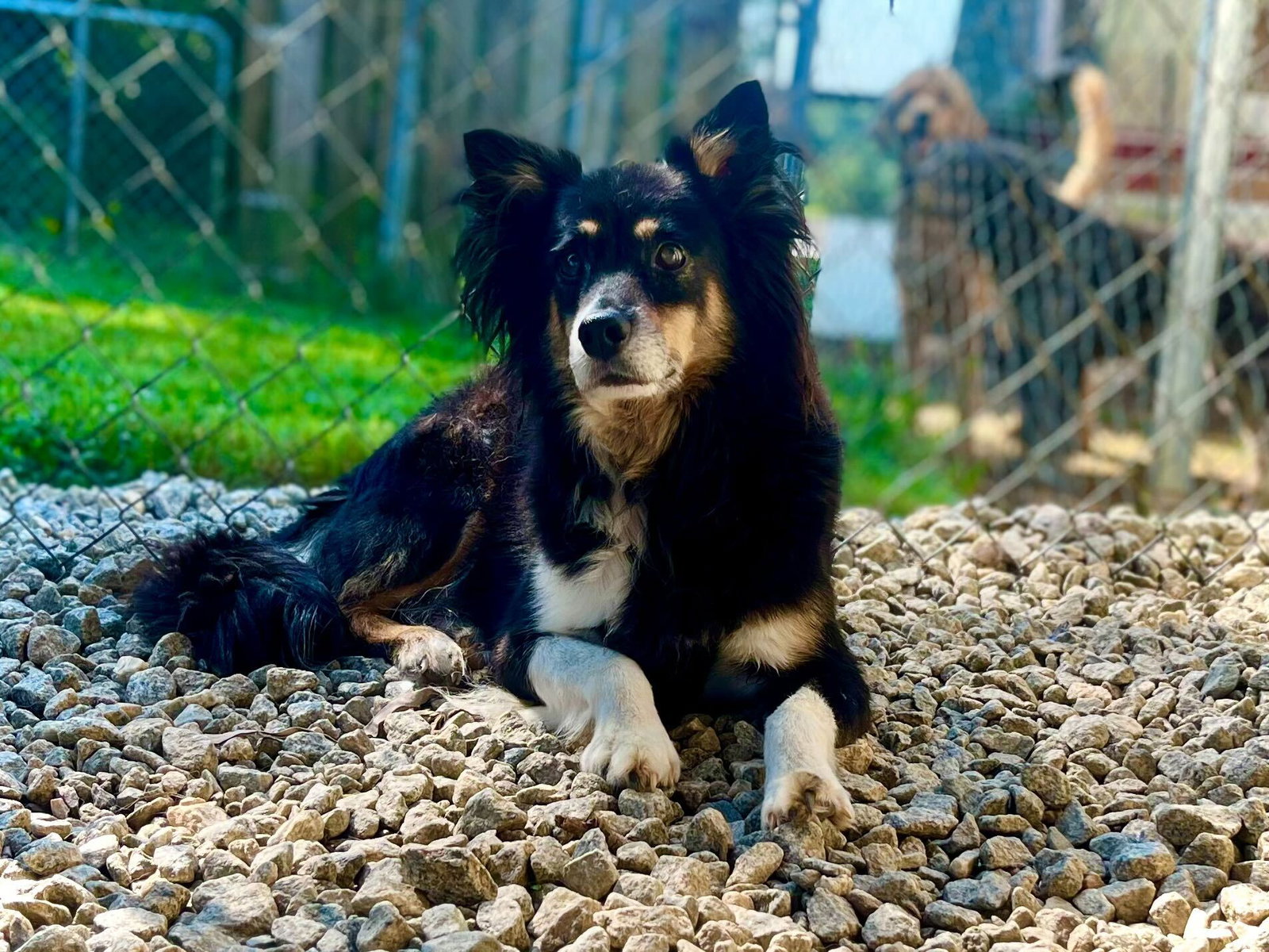 <strong> Oxner of Union </strong> <br/> <small>Australian Shepherd / Retriever / Mixed (medium coat)</small>