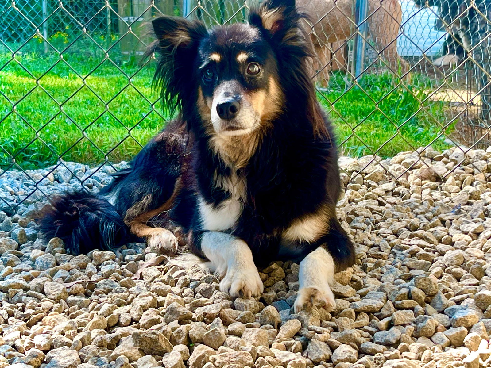 Dog Image