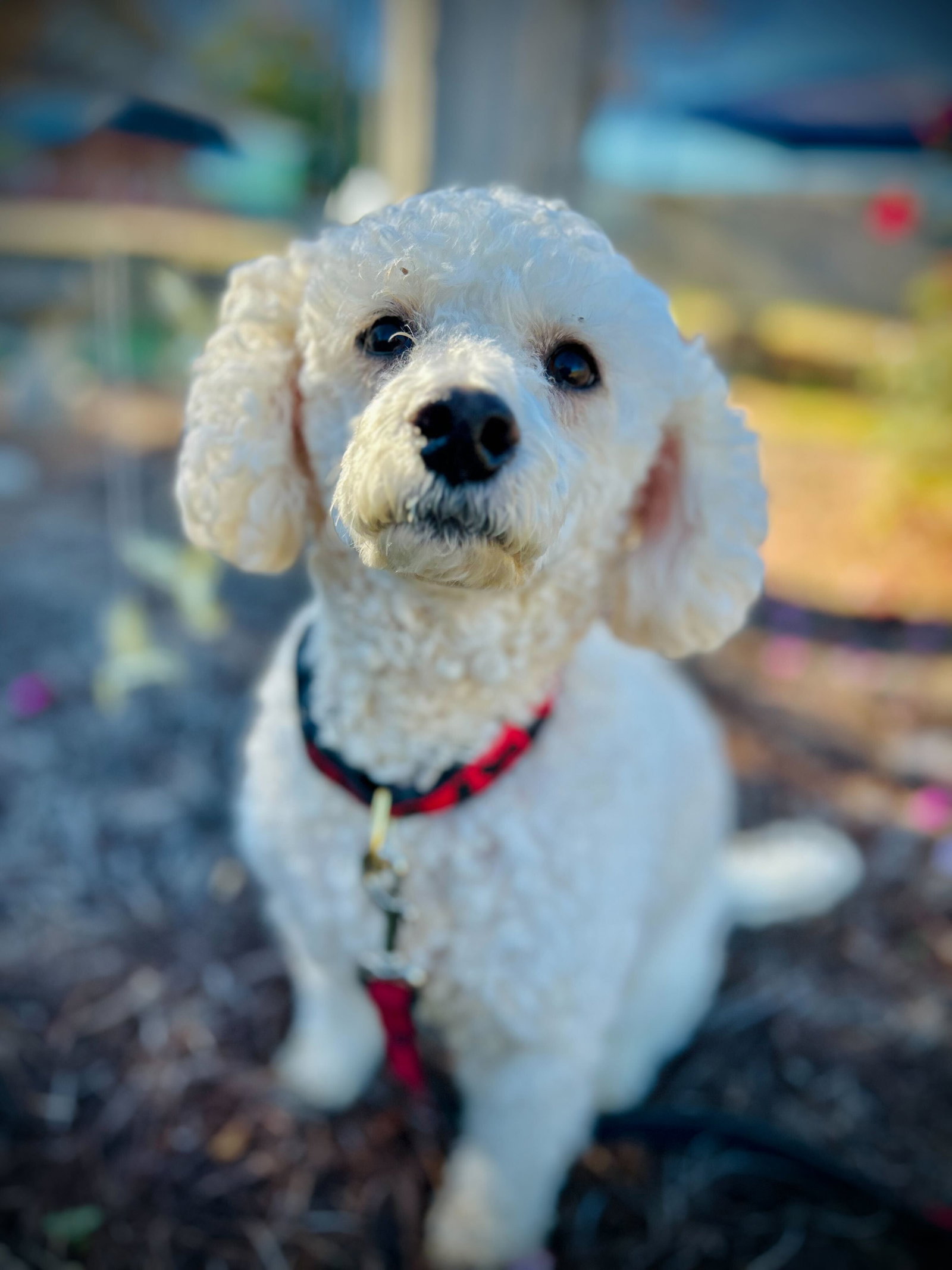 <strong> Roo Roo Oct 25</strong> <br/> <small>Cockapoo (long coat)</small>