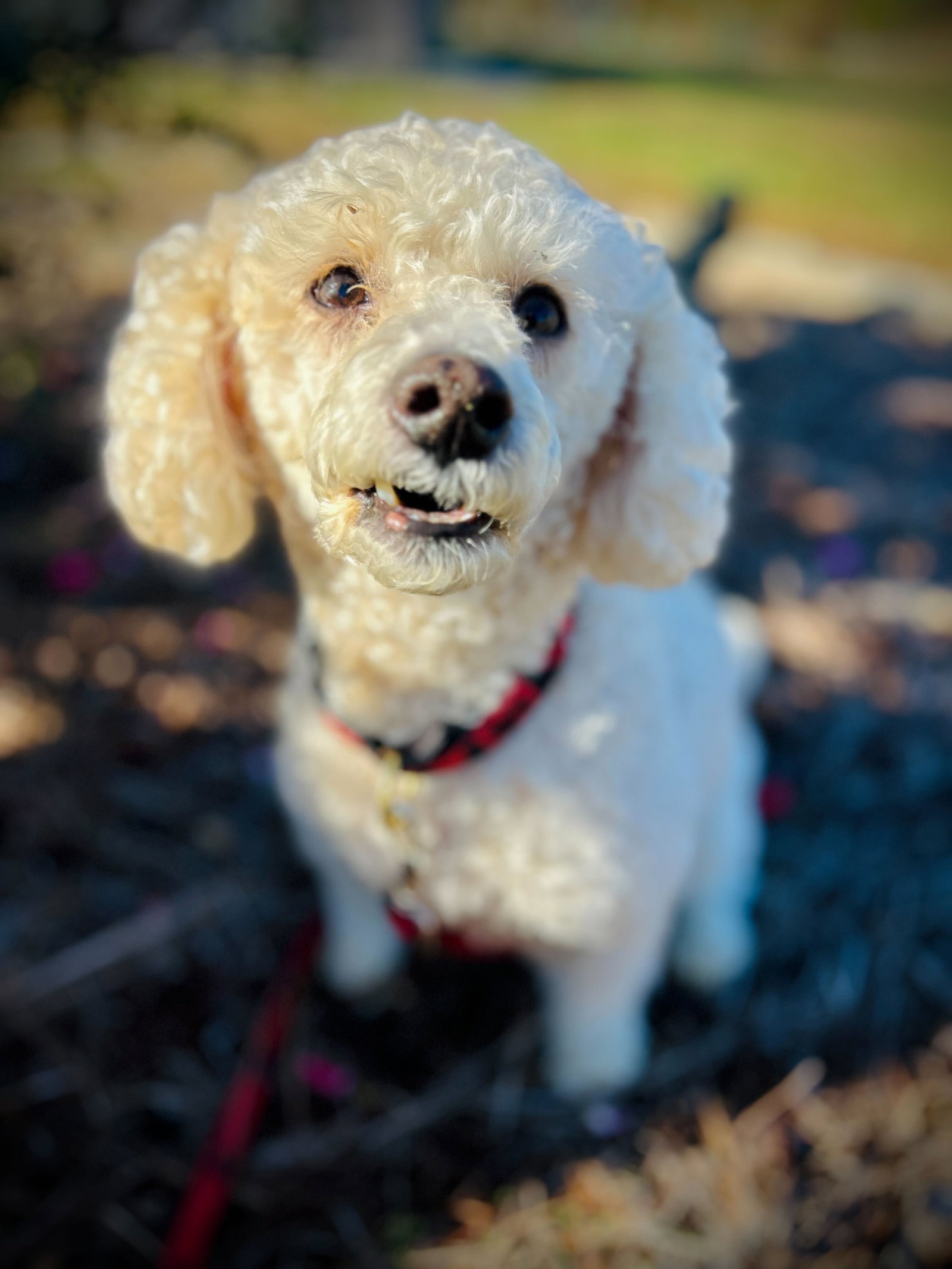 Dog Image