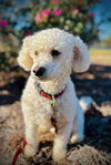 Roo Roo Oct 25 - Photo 3