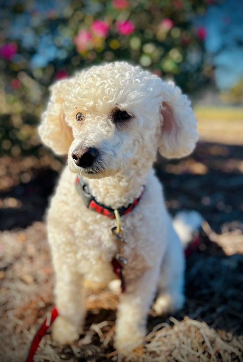 Photo of Roo Roo Oct 25