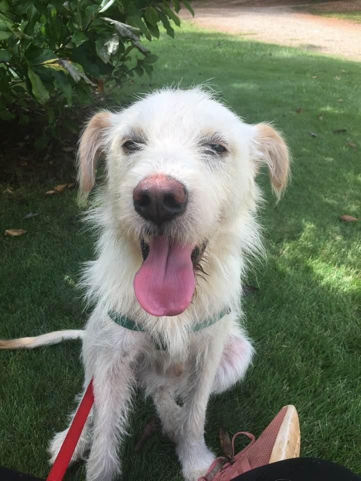 Dog Image