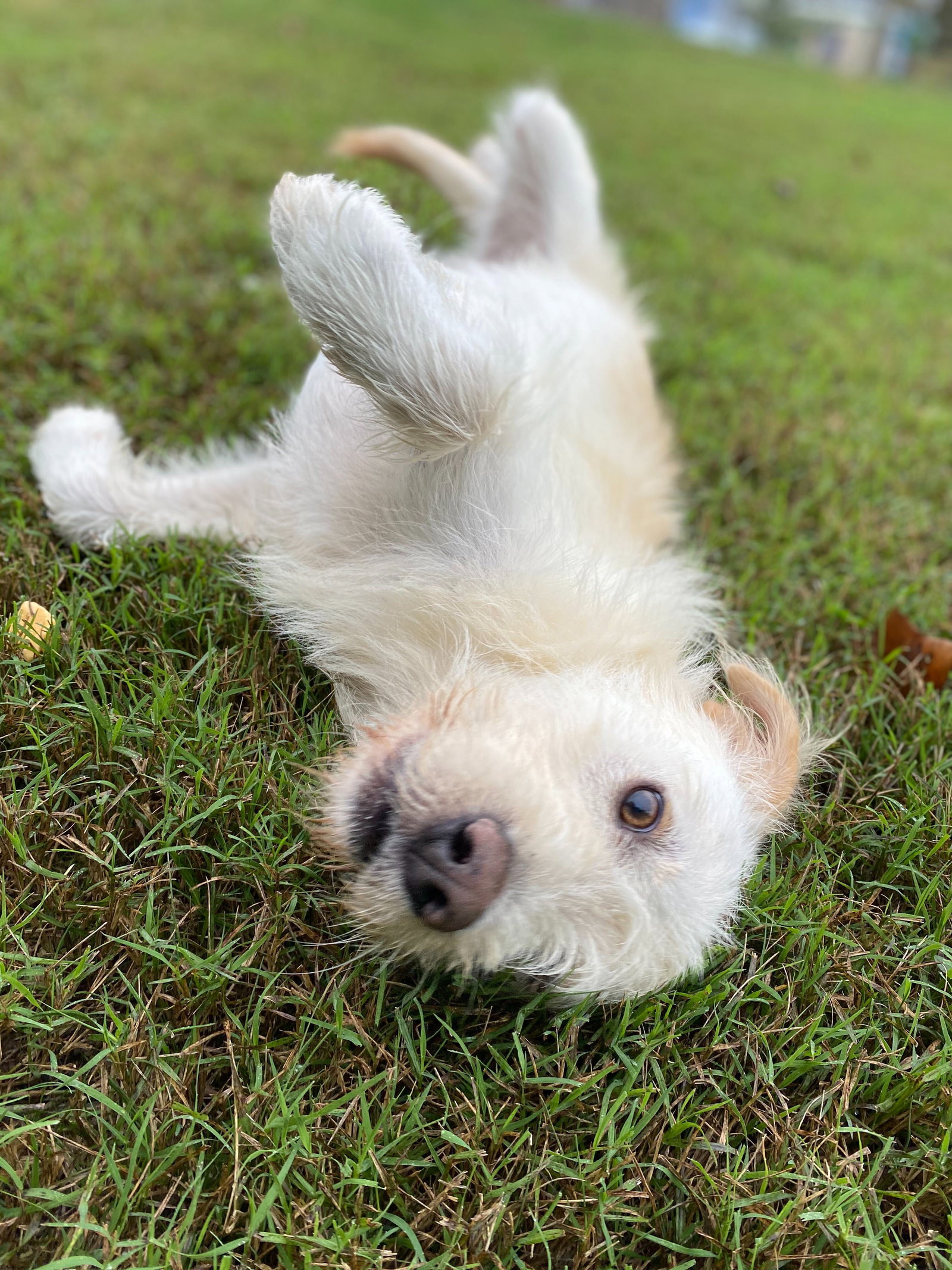Dog Image