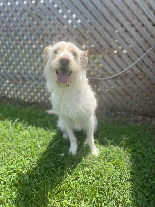 Dog Image