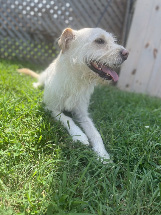 Dog Image