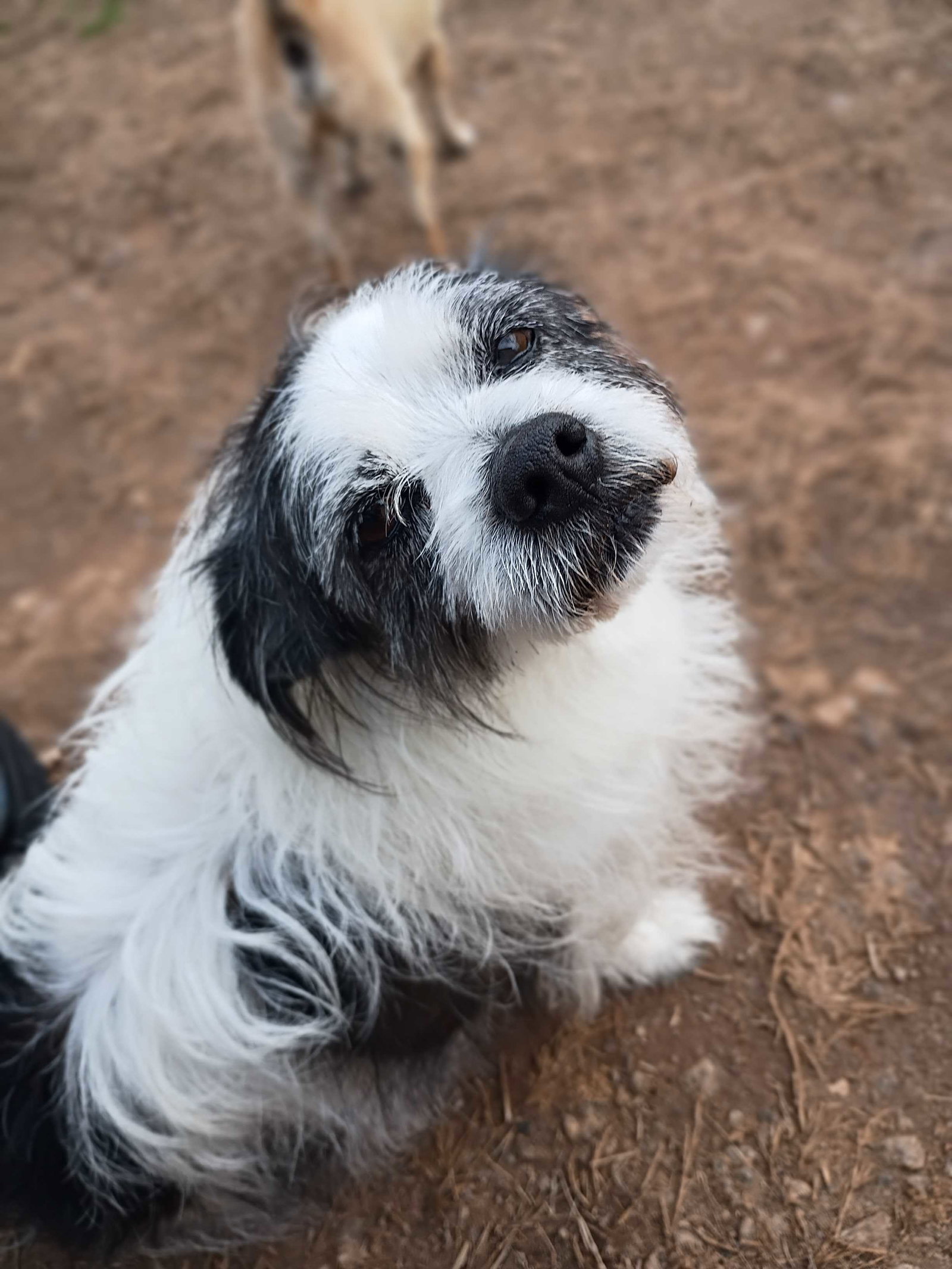 Photo 2 of 7 — Tony of Pittsboro - An SOS dog