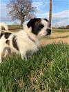 adoptable Dog in , SC named Tony of Pittsboro