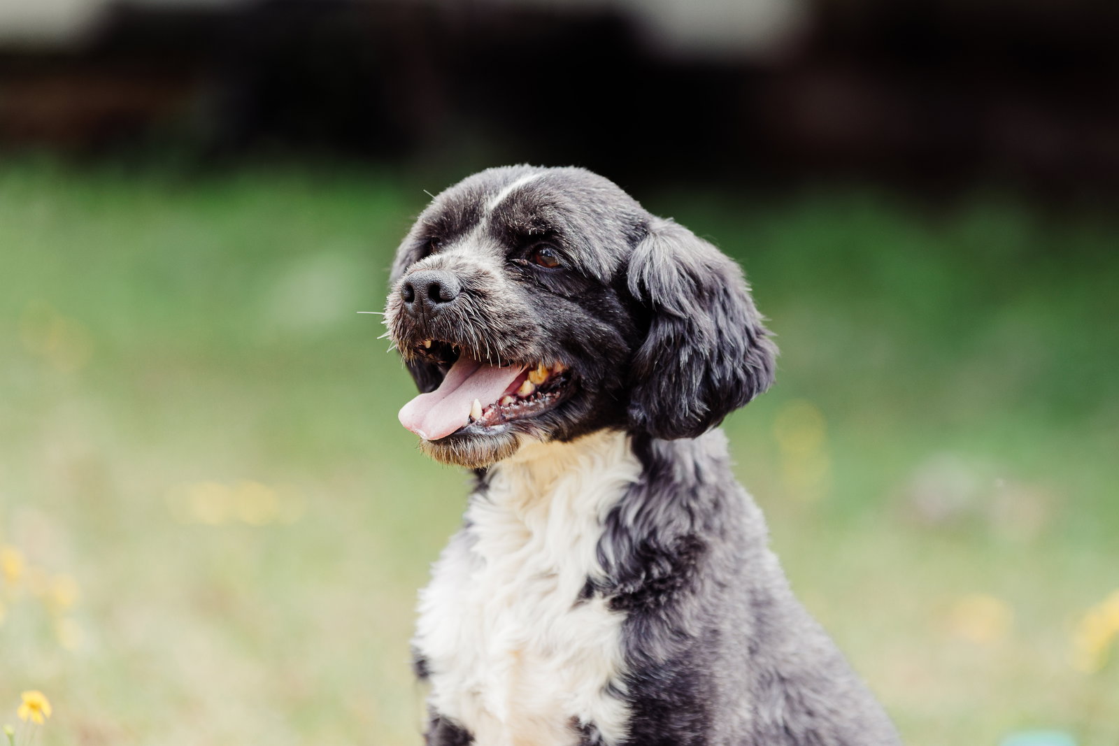 <strong> Ted of Charlotte </strong> <br/> <small>Poodle (Miniature) / Labrador Retriever / Mixed (long coat)</small>
