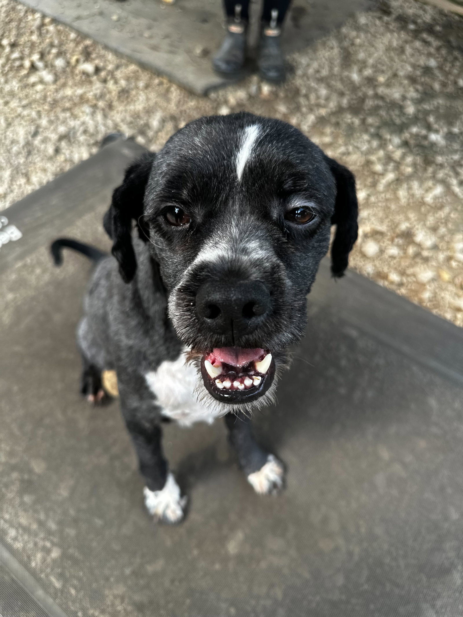 Photo 3 of 8 — Ted of Charlotte - An SOS Dog