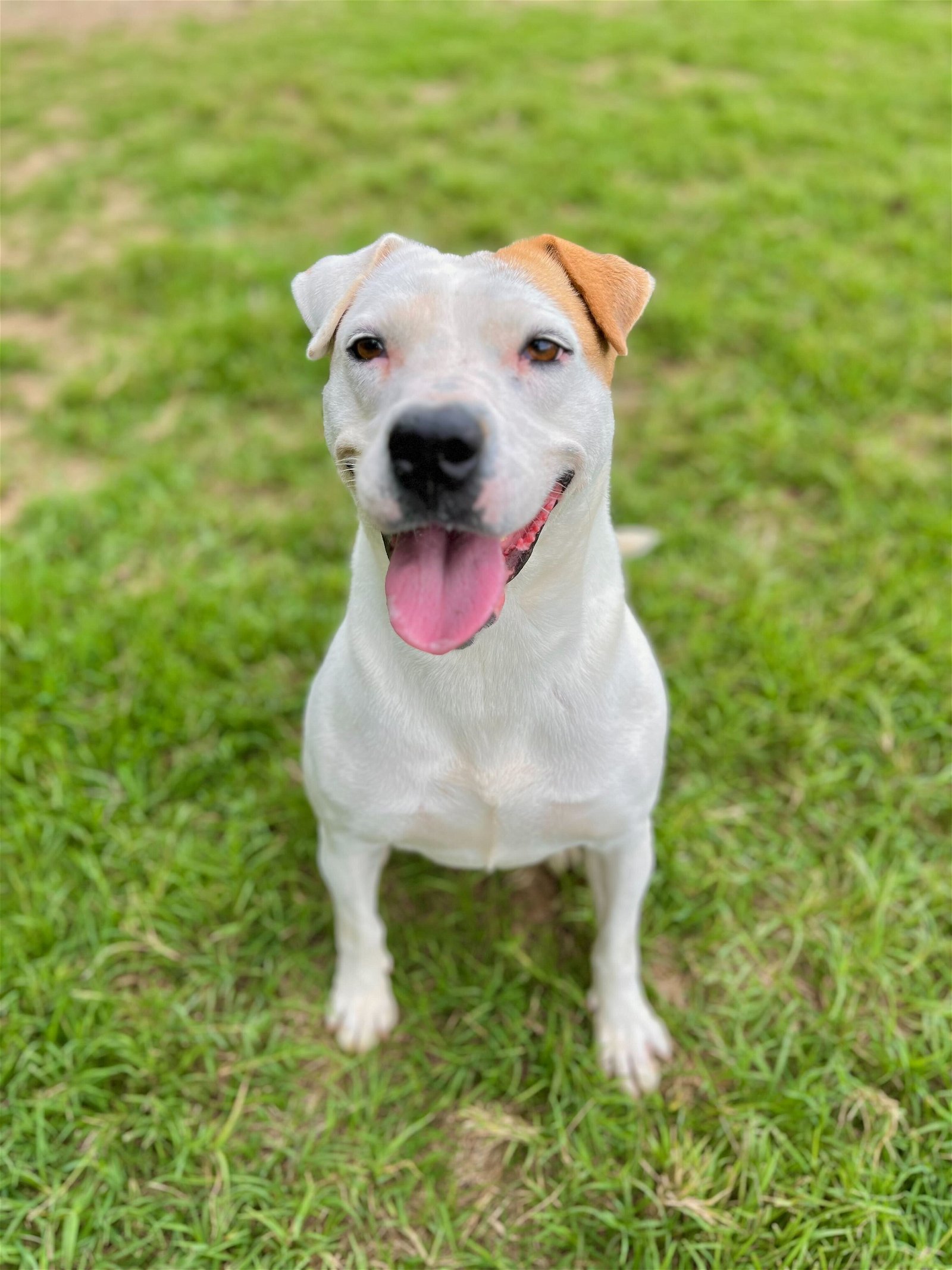 adoptable Dog in Pacolet, SC named Robyn of Chanticleer