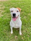 adoptable Dog in , SC named Robyn of Chanticleer