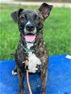 adoptable Dog in  named Bonnie May 23