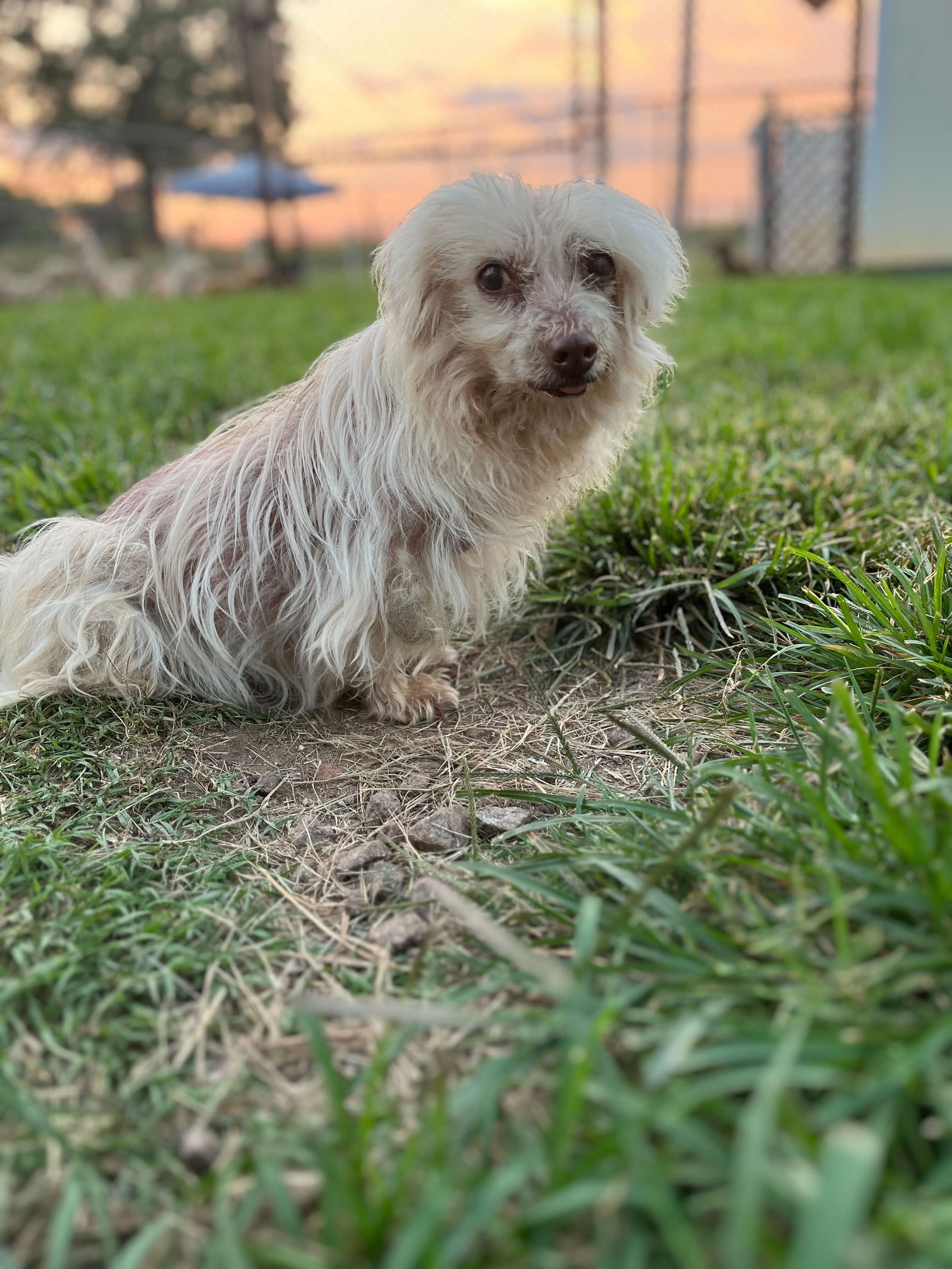 <strong> Little Man of Anderson </strong> <br/> <small>Terrier / Mixed (medium coat)</small>