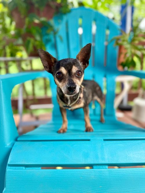 picture of the dog needing adoption