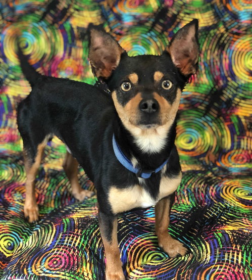 Photo 2 of Louie Sep 26