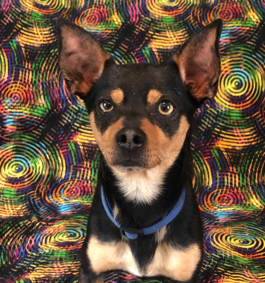 Louie Sep 26