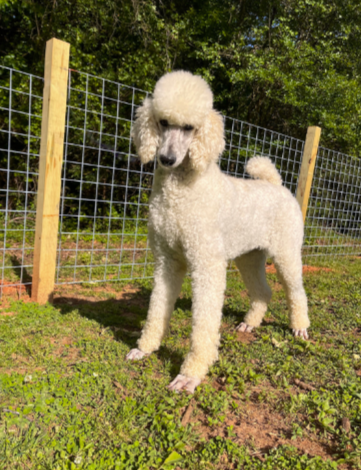 adoptable Dog in Pacolet, SC named Jules Verne - A Very Special Boy