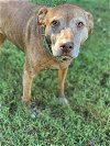 adoptable Dog in  named Sally of Pacolet - Your New Strolling Companion!