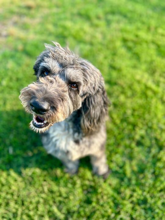 <strong> Baxter of Stafford </strong> <br/> <small>Poodle (Standard) / Australian Shepherd / Mixed (long coat)</small>