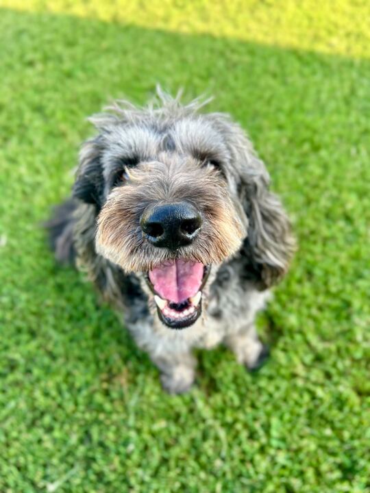 Photo 4 of 10 — Baxter of Stafford - An SOS Dog