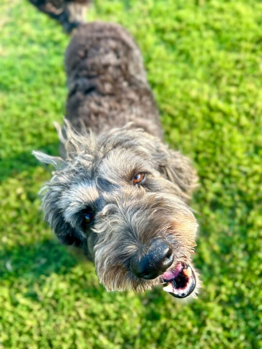 Photo 6 of 10 — Baxter of Stafford - An SOS Dog