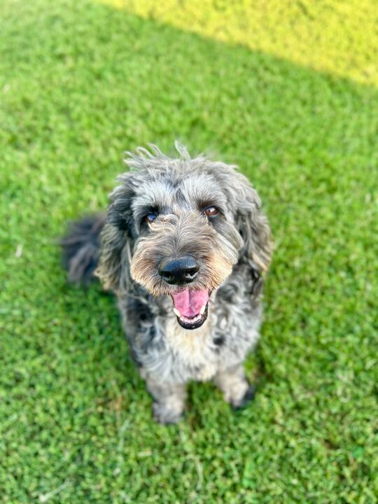 Photo 8 of 10 — Baxter of Stafford - An SOS Dog