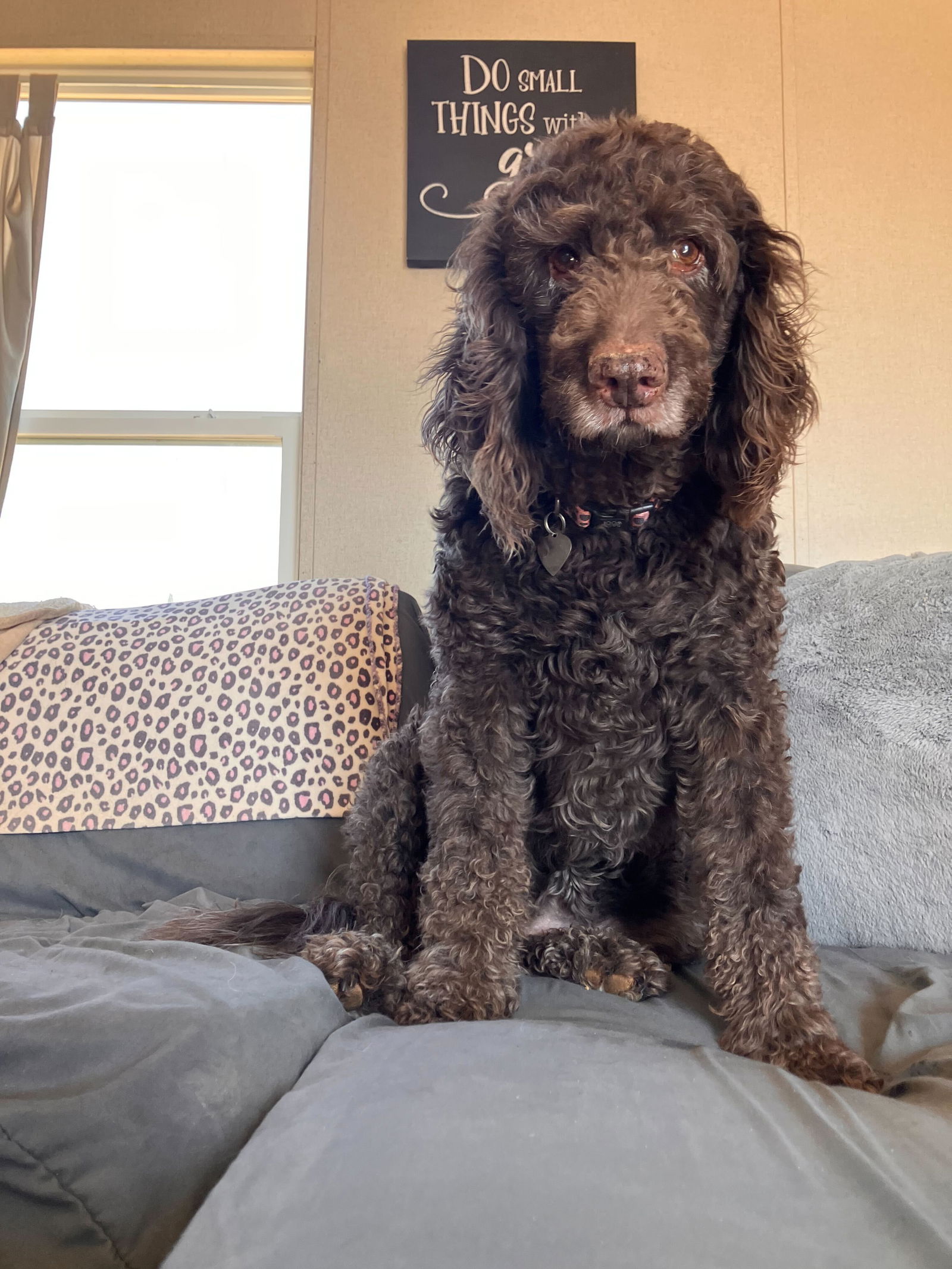 <strong> Daisy Mae of Charlotte </strong> <br/> <small>Poodle (Standard) / Labrador Retriever / Mixed (long coat)</small>
