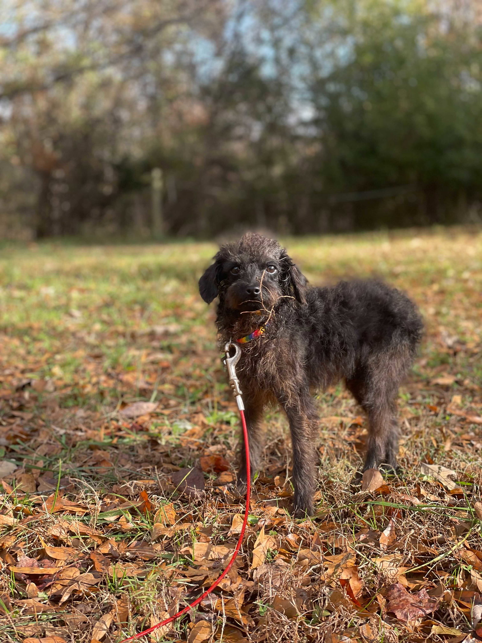 Photo 2 of 2 — Ernest - An SOS Dog