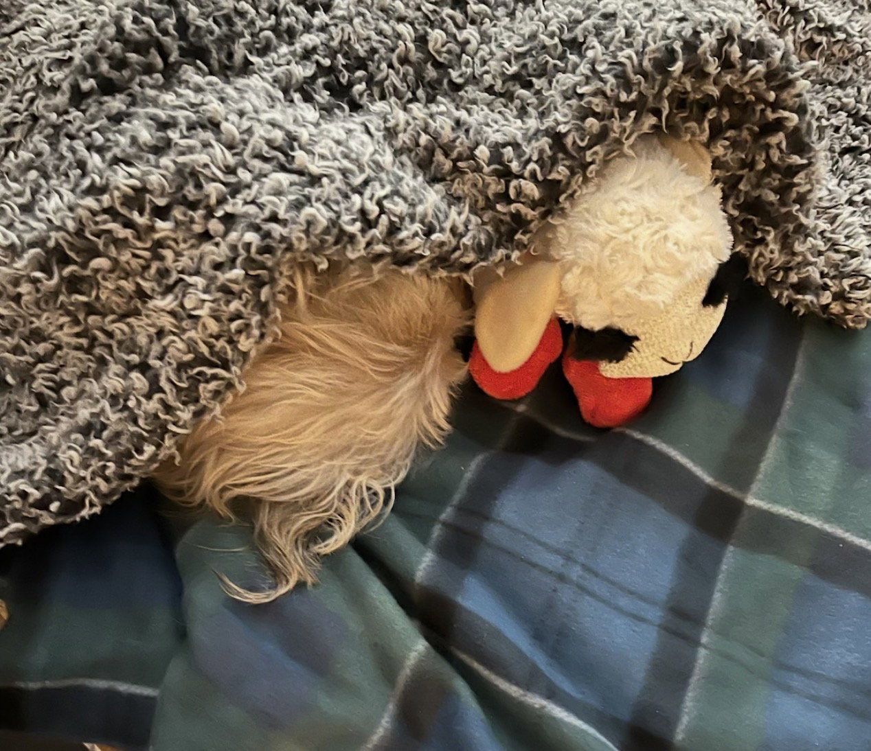 Photo 3 of 7 — Molly Mar 26