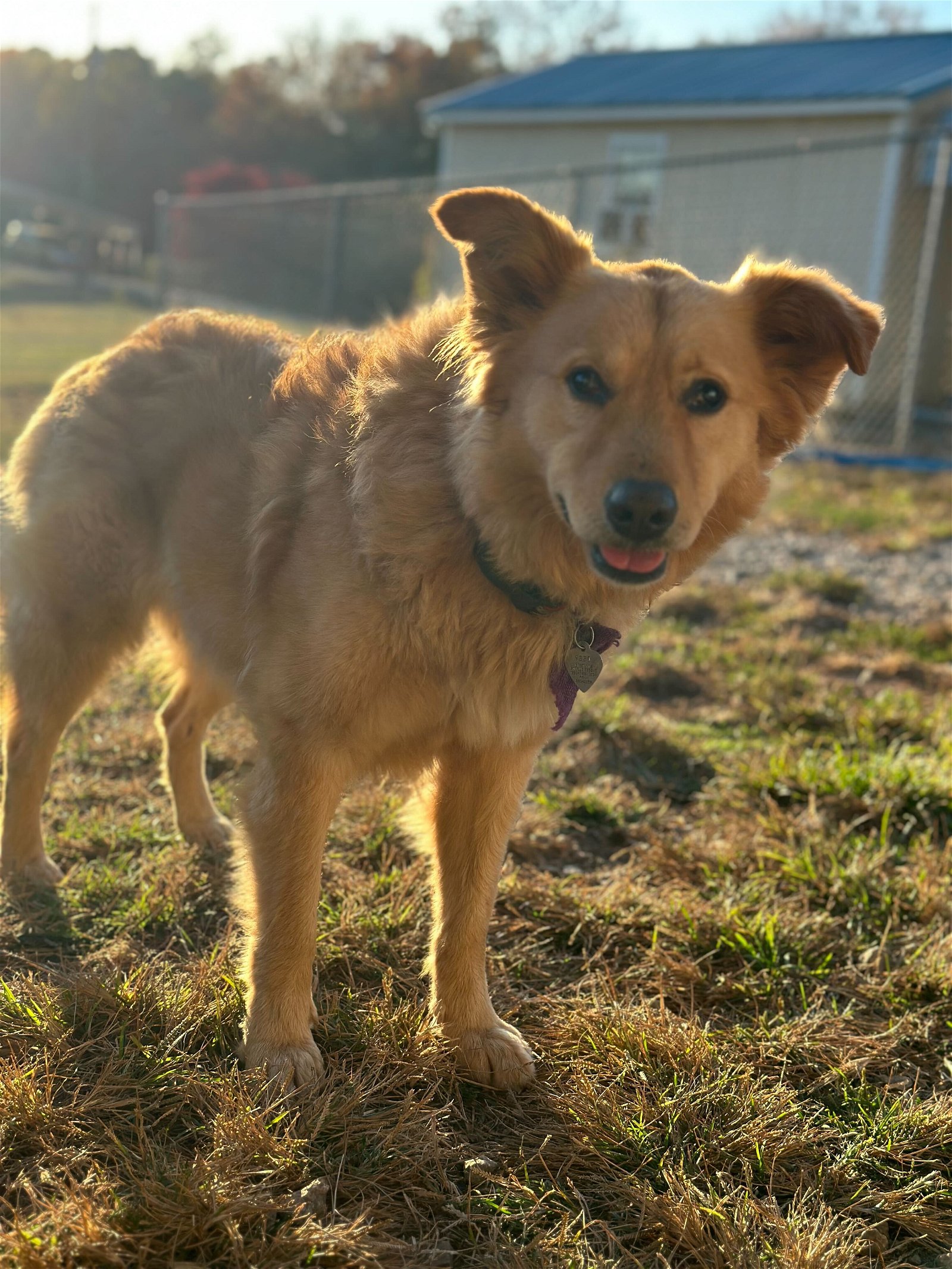adoptable Dog in Pembroke, NC named Starla Feb 22 - shy but still seeking