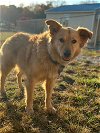 adoptable Dog in  named Starla Feb 22 - shy but still seeking