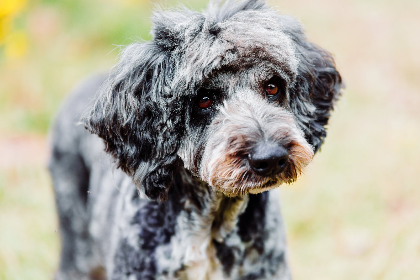 <strong> Tucker Apr 22 </strong> <br/> <small>Poodle (Standard) / Australian Shepherd / Mixed (long coat)</small>