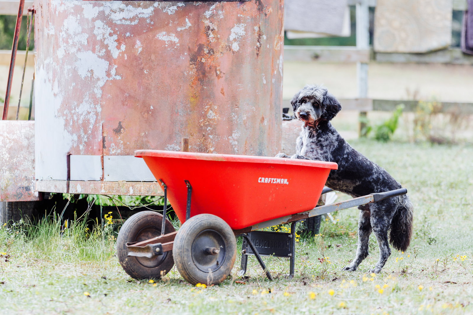 Dog Image