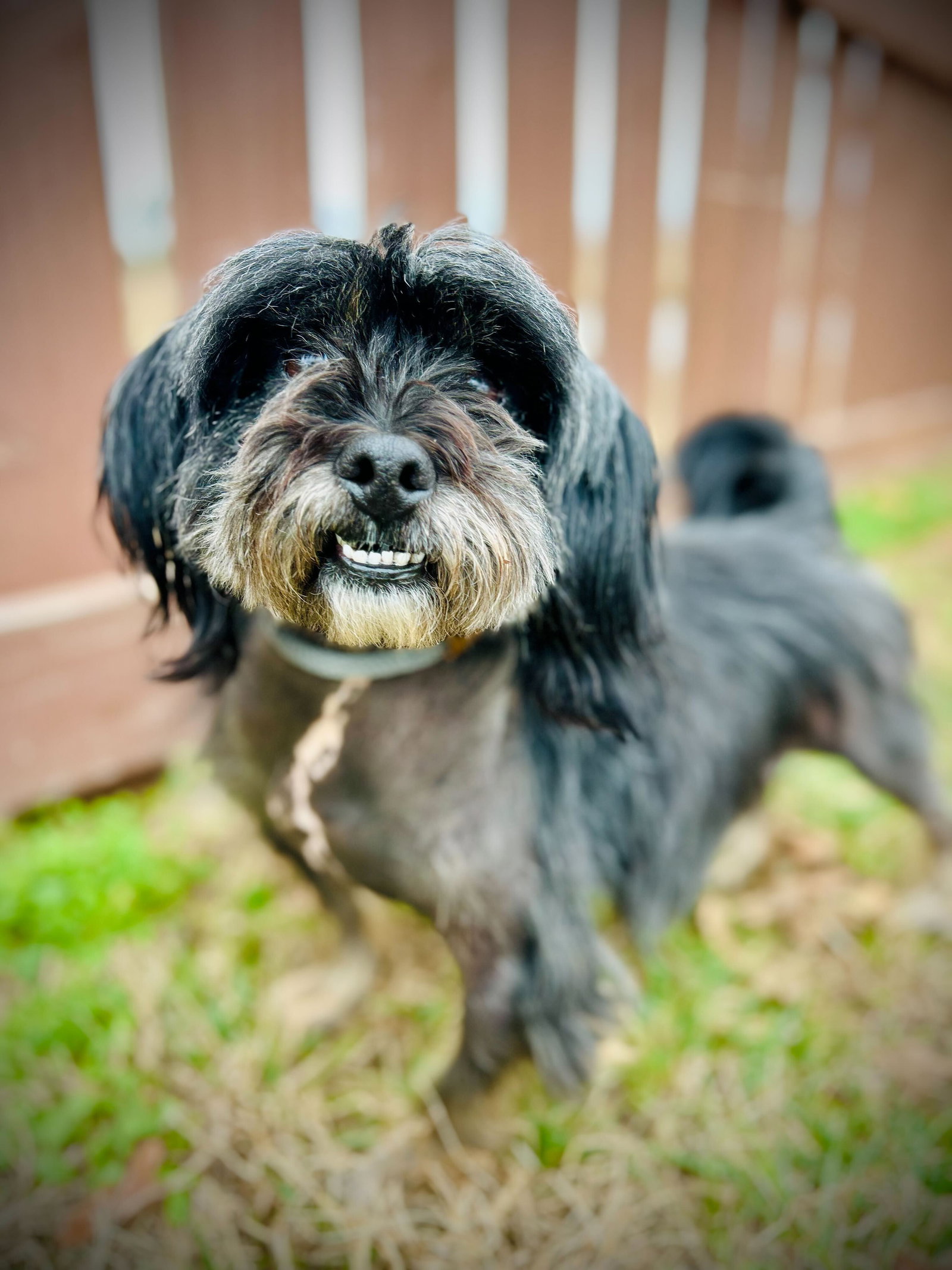 <strong> Bo Nov 25</strong> <br/> <small>Terrier / Mixed (medium coat)</small>