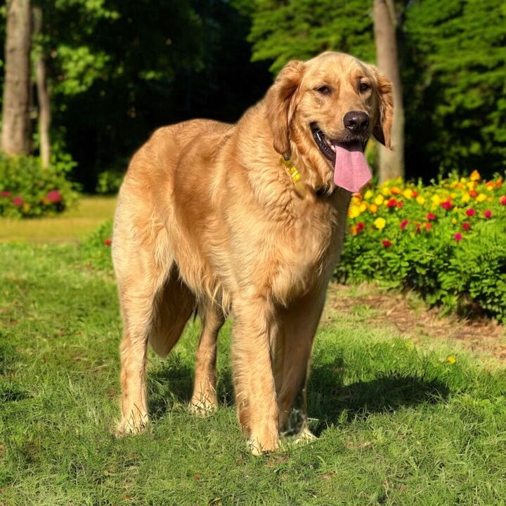Photo 2 of 9 — Maddock - An SOS Dog