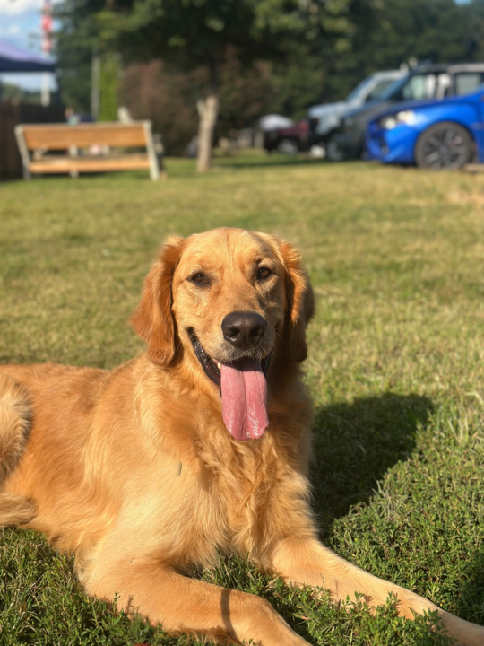 Photo 3 of 9 — Maddock - An SOS Dog