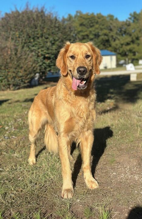 <strong> Maddock </strong> <br/> <small>Golden Retriever (medium coat)</small>