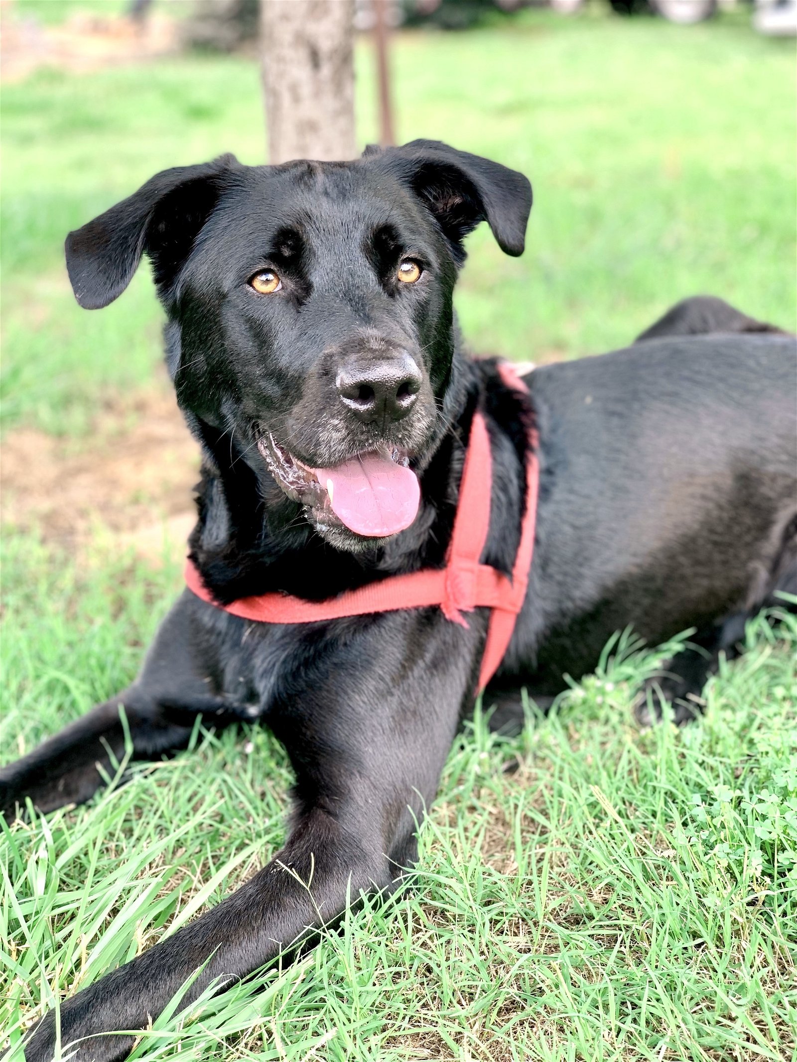 adoptable Dog in Union, SC named Maxwell May 22