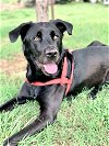 adoptable Dog in pacolet, SC named Maxwell May 22