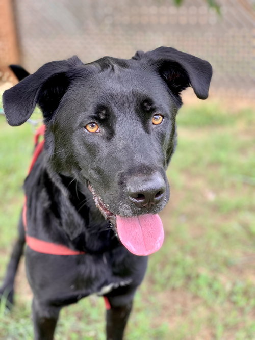 MAXWELL MAY 22 - Labrador Retriever available for adoption