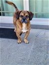 adoptable Dog in , SC named Tucker Jun 22