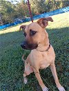 adoptable Dog in  named Maisy Lollypup Mar 22