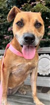 adoptable Dog in union, SC named Charlotte Jun 22