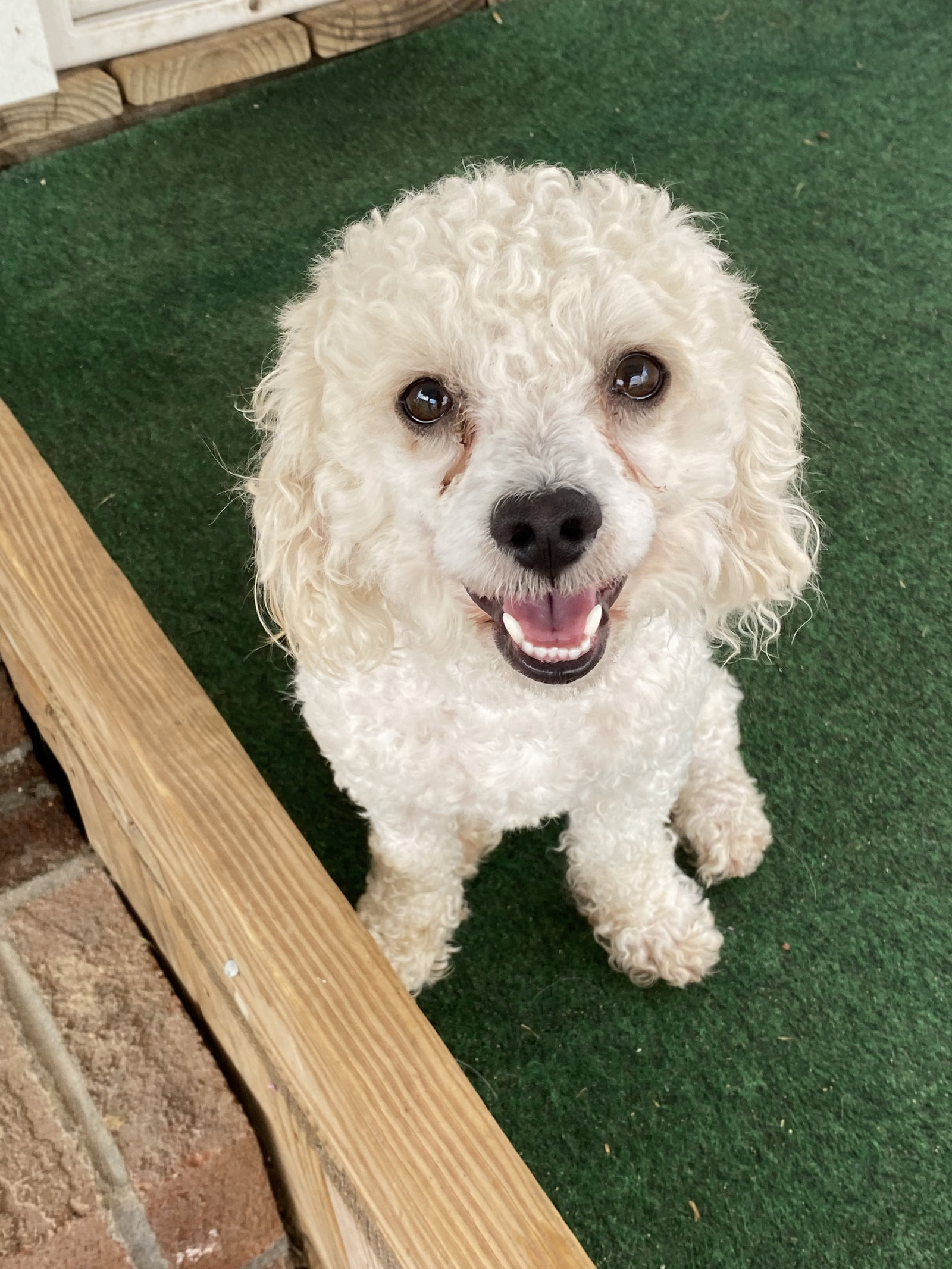 Dog for Adoption Scout Jul 22 In Foster in Rocky Mt, NC, a Poodle