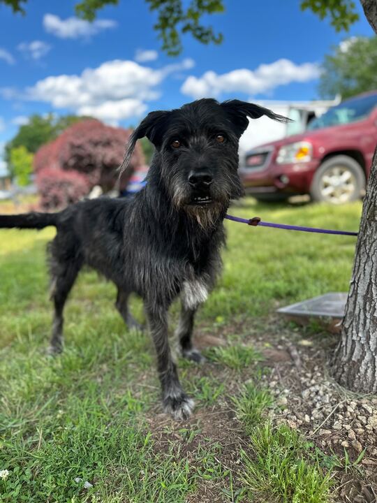 Dog Image