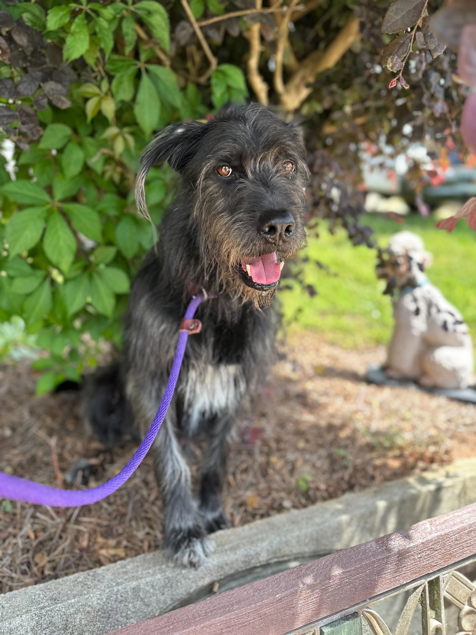 Dog Image