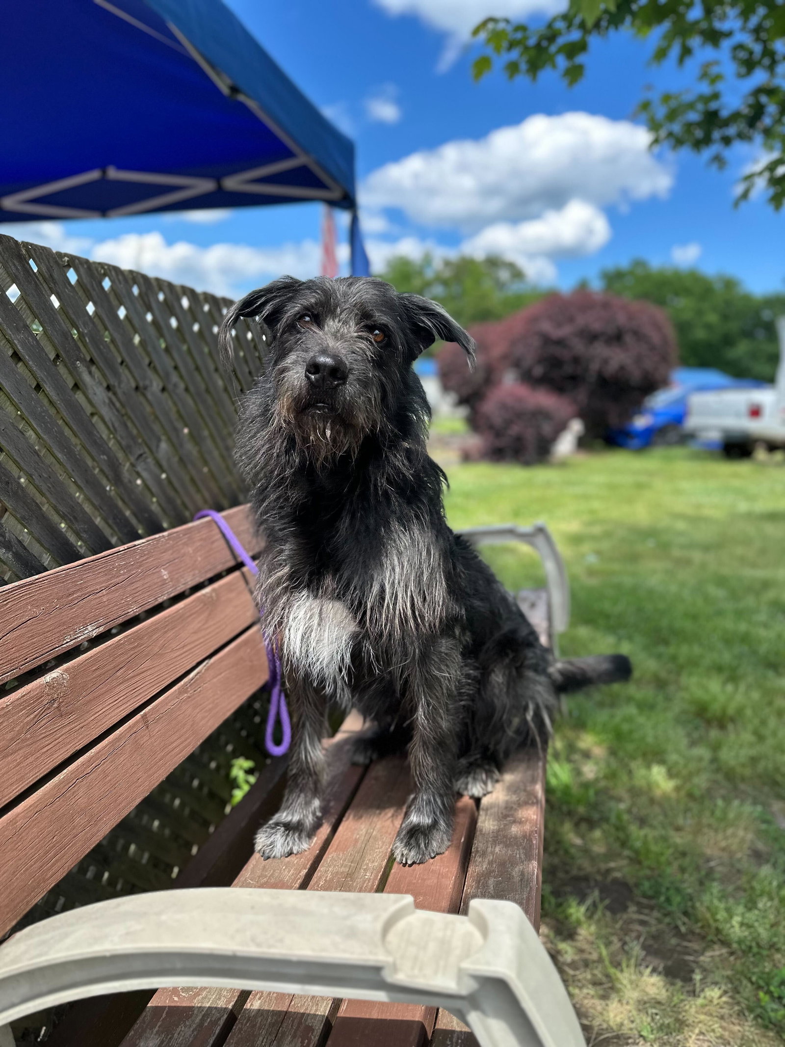 Dog Image