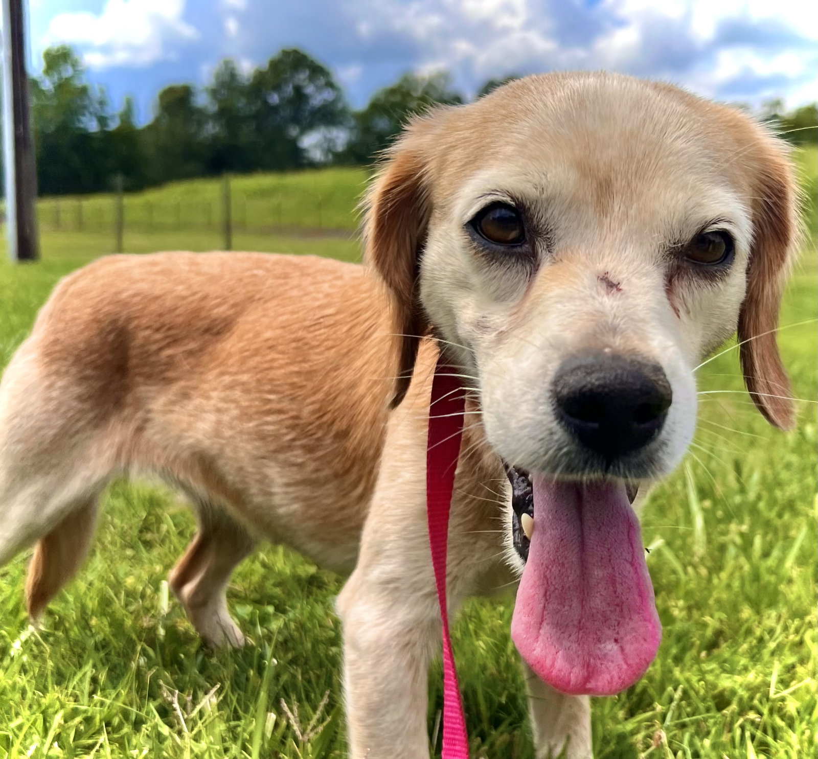 Dog for Adoption Laurel Jul 22, a Beagle in Winston Salem, NC Alpha Paw