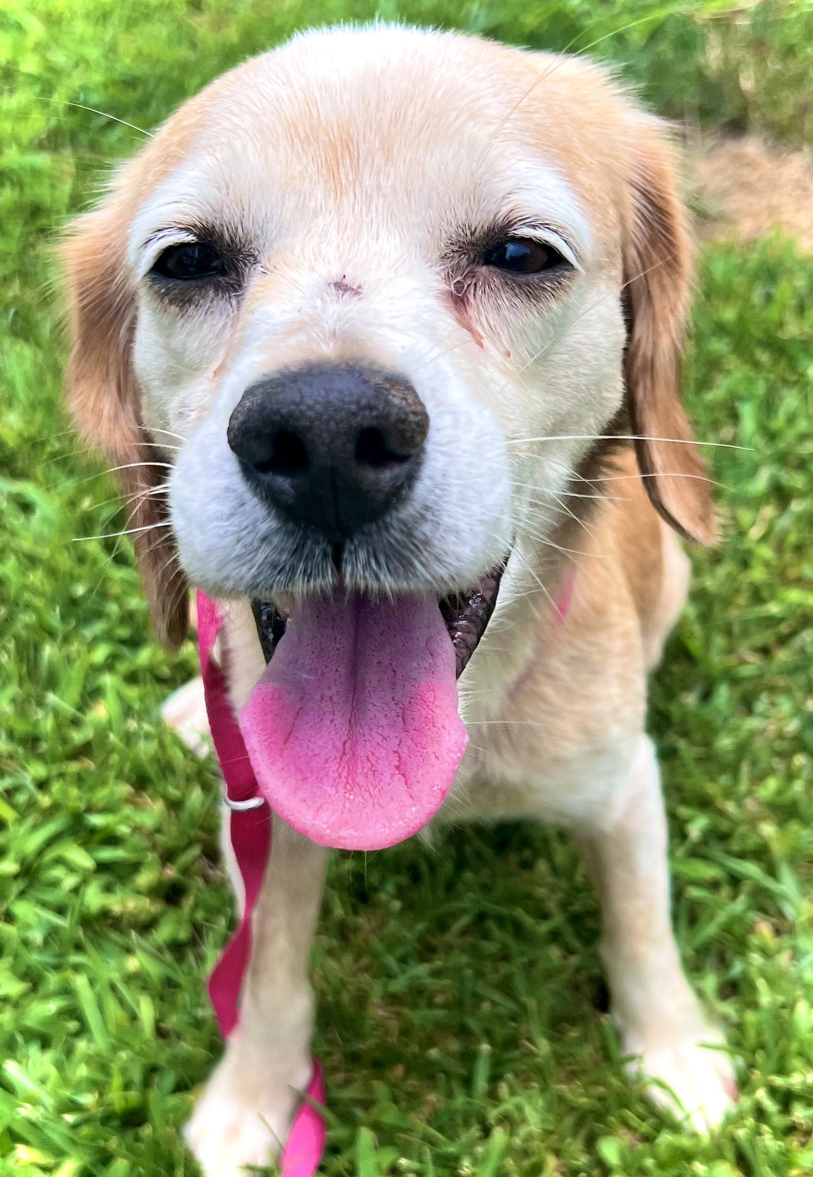 Dog for Adoption Laurel Jul 22, a Beagle in Winston Salem, NC Alpha Paw